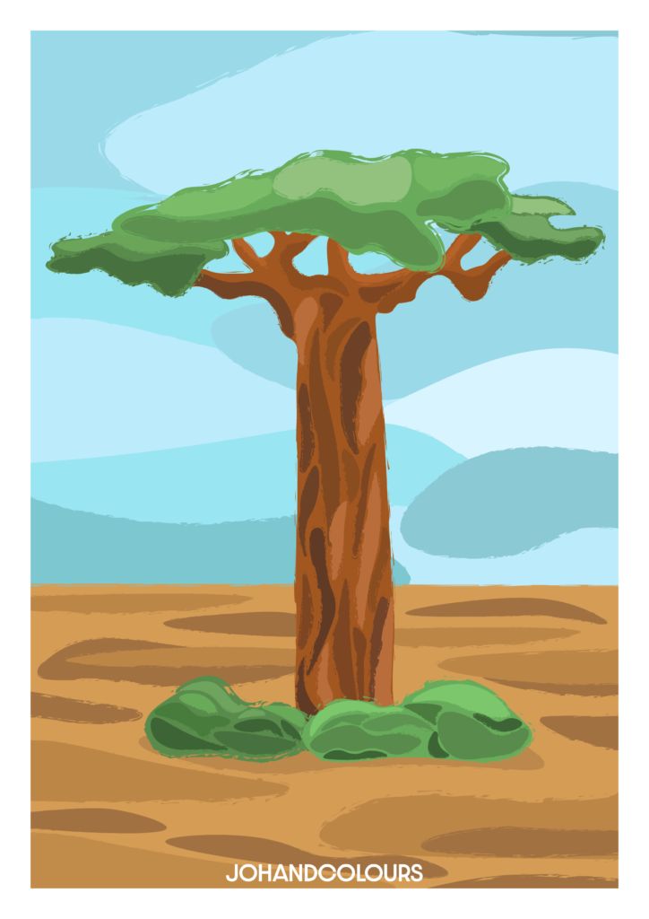 illustration baobab